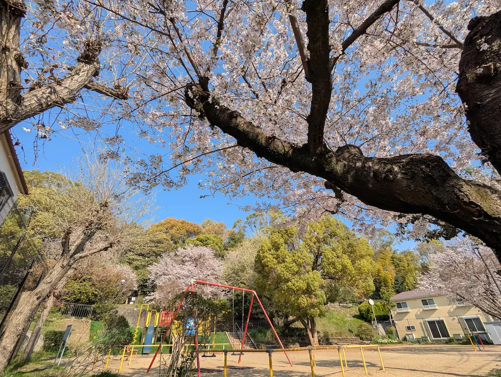 宮ノ上公園 桜のトンネル