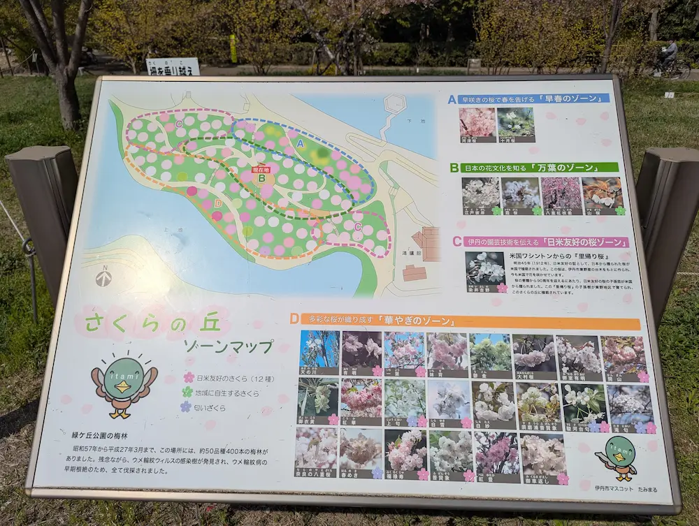 さくらの丘 一本ずつ表情の異なる桜