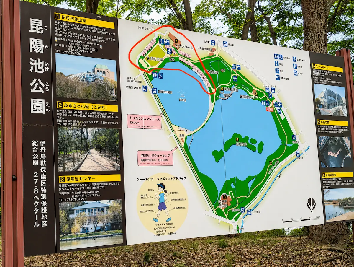 昆陽池公園 草生地広場の桜