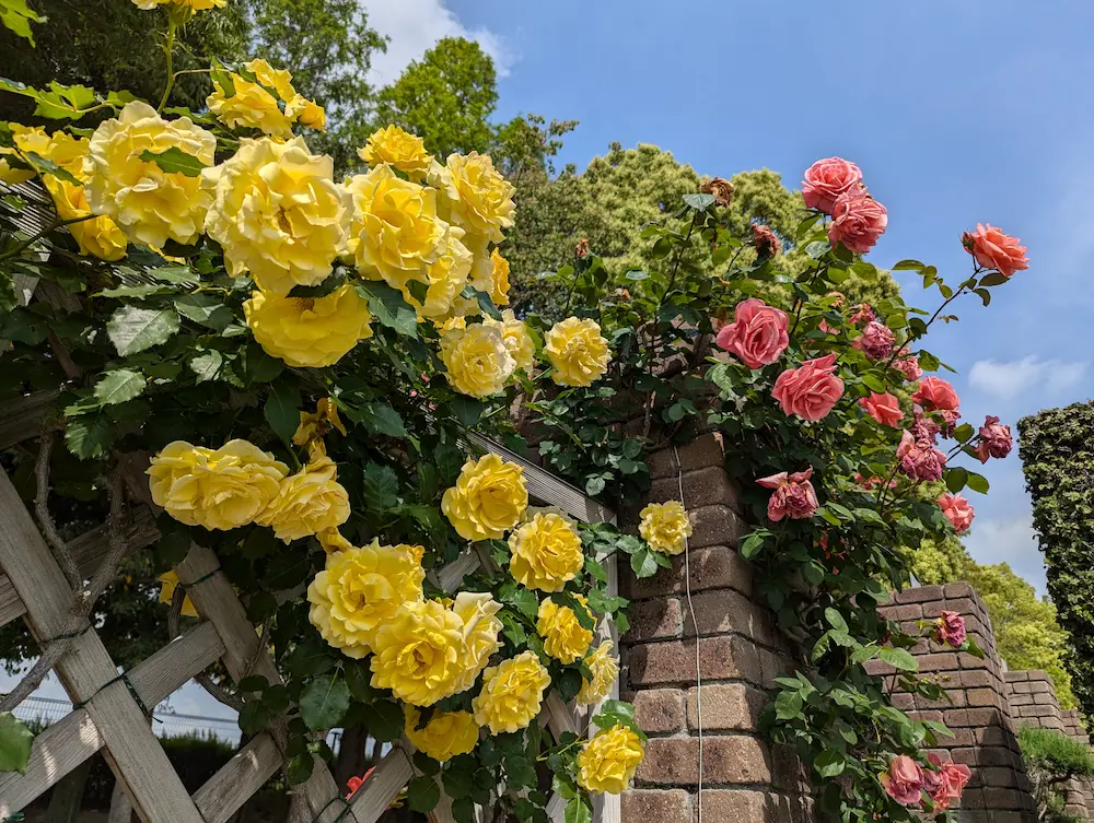 荒牧バラ公園 — 1万本のバラと、伊丹生まれの花たちに会える場所 写真 1