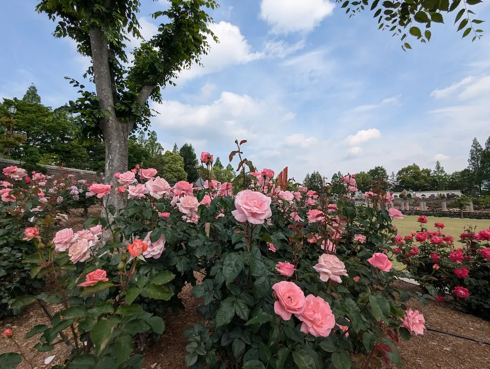 荒牧バラ公園 — 1万本のバラと、伊丹生まれの花たちに会える場所 写真 3