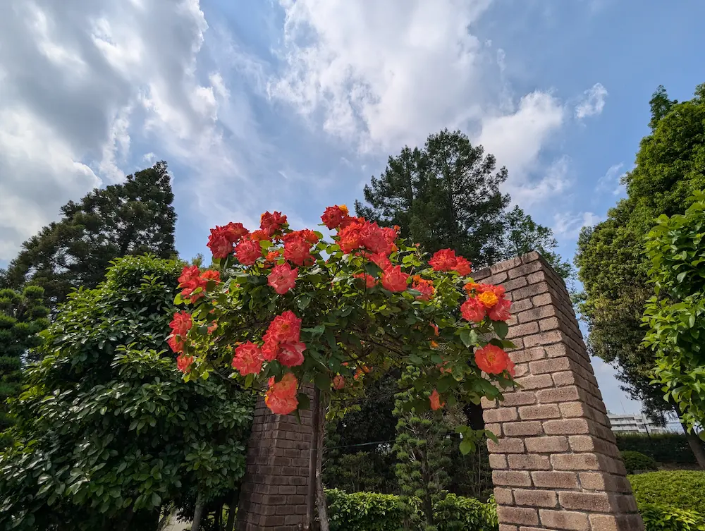 荒牧バラ公園 — 1万本のバラと、伊丹生まれの花たちに会える場所 写真 4
