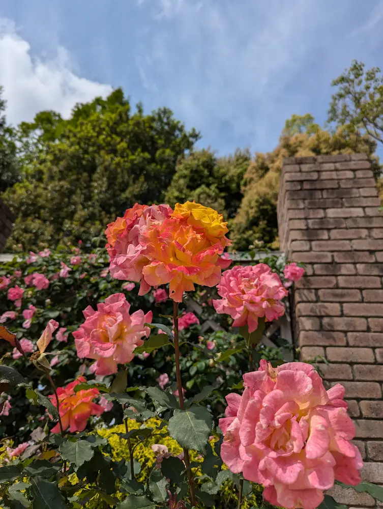 荒牧バラ公園 — 1万本のバラと、伊丹生まれの花たちに会える場所 写真 5
