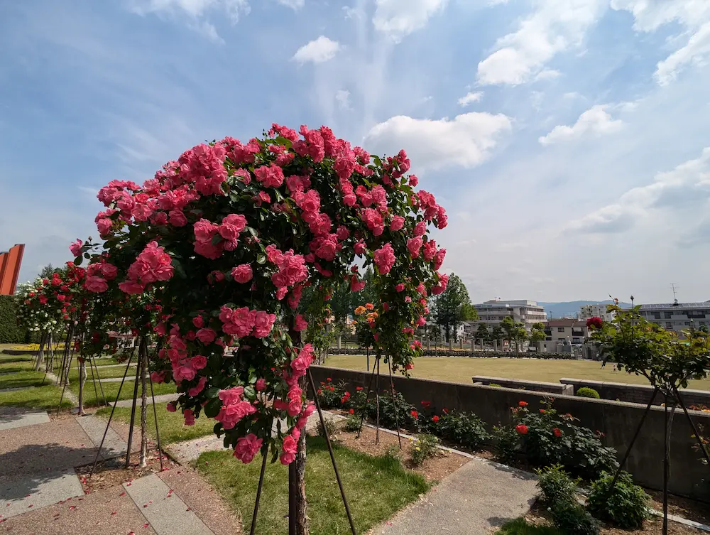 荒牧バラ公園 — 1万本のバラと、伊丹生まれの花たちに会える場所 写真 6