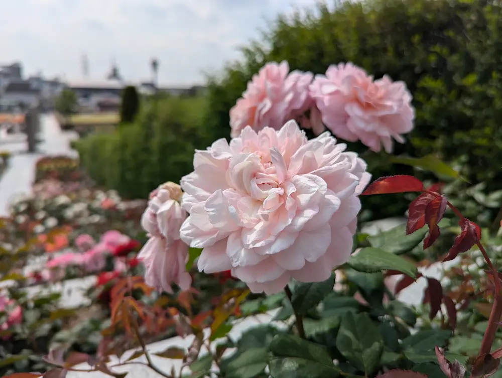 荒牧バラ公園 — 1万本のバラと、伊丹生まれの花たちに会える場所 写真 7
