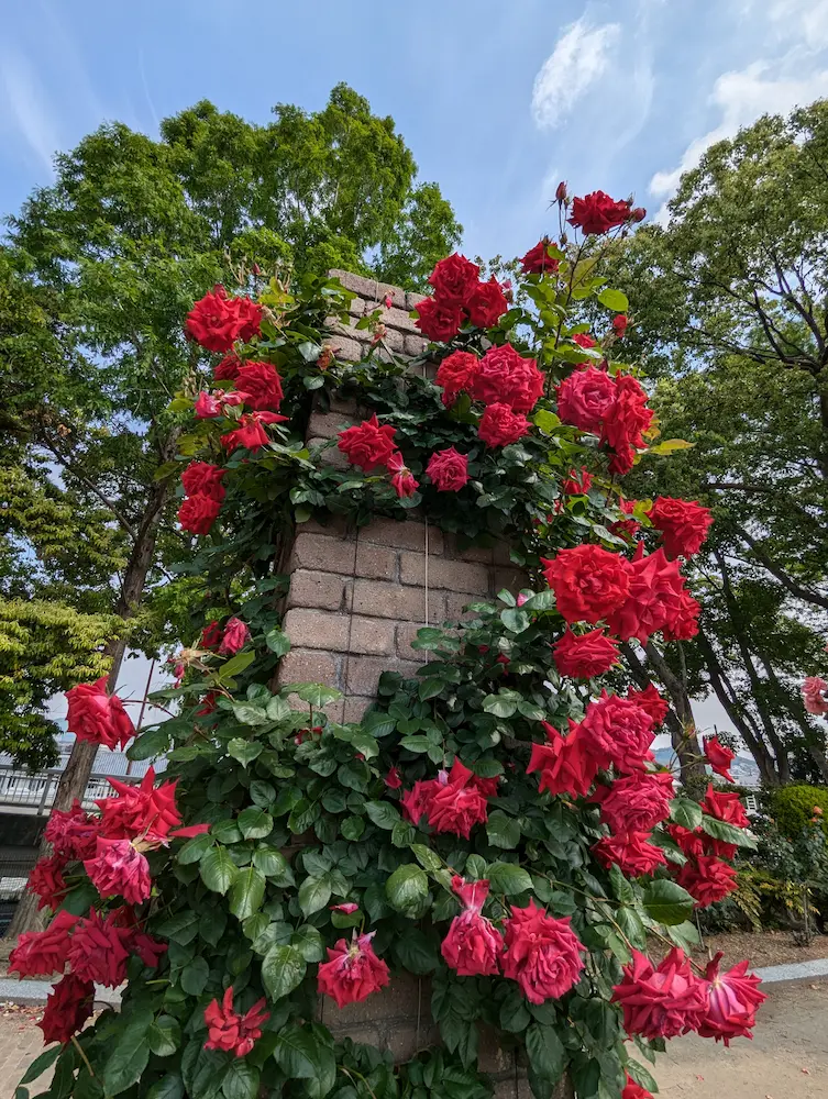荒牧バラ公園 — 1万本のバラと、伊丹生まれの花たちに会える場所 写真 8