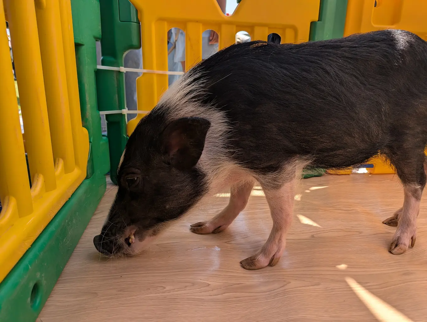 大人のマイクロブタさん