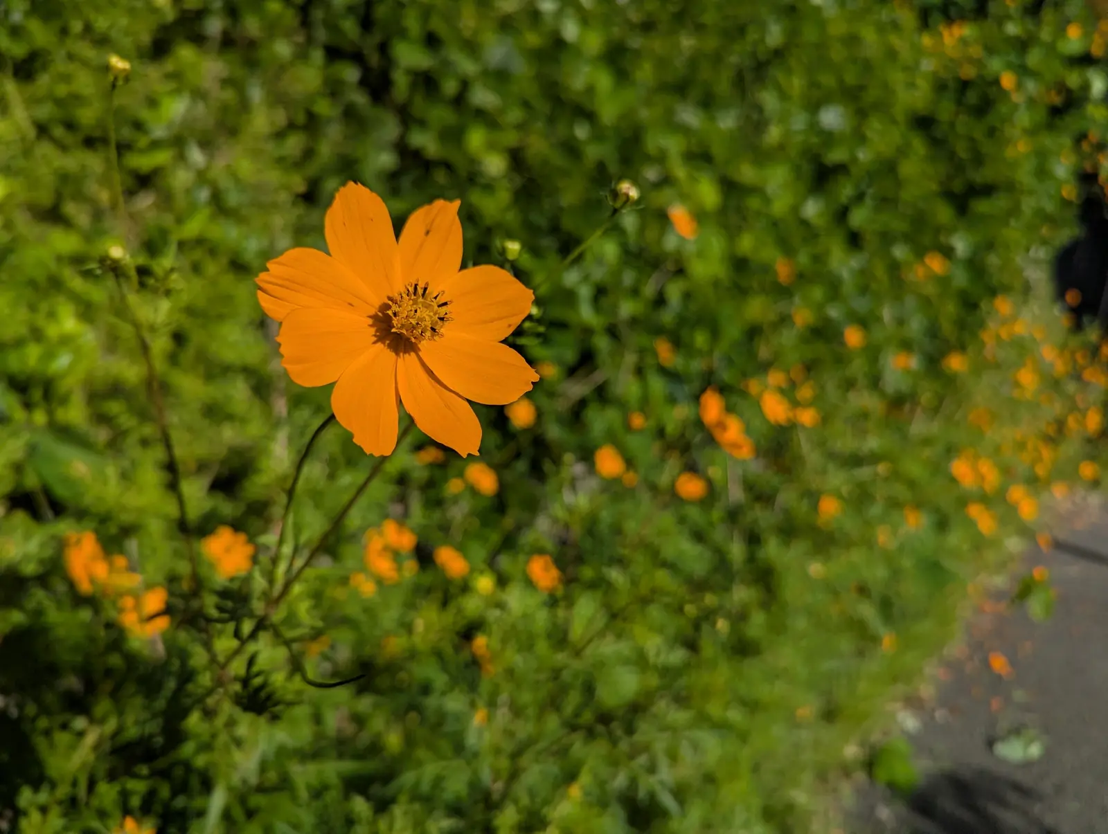 緑道沿いに咲くオレンジ色の花
