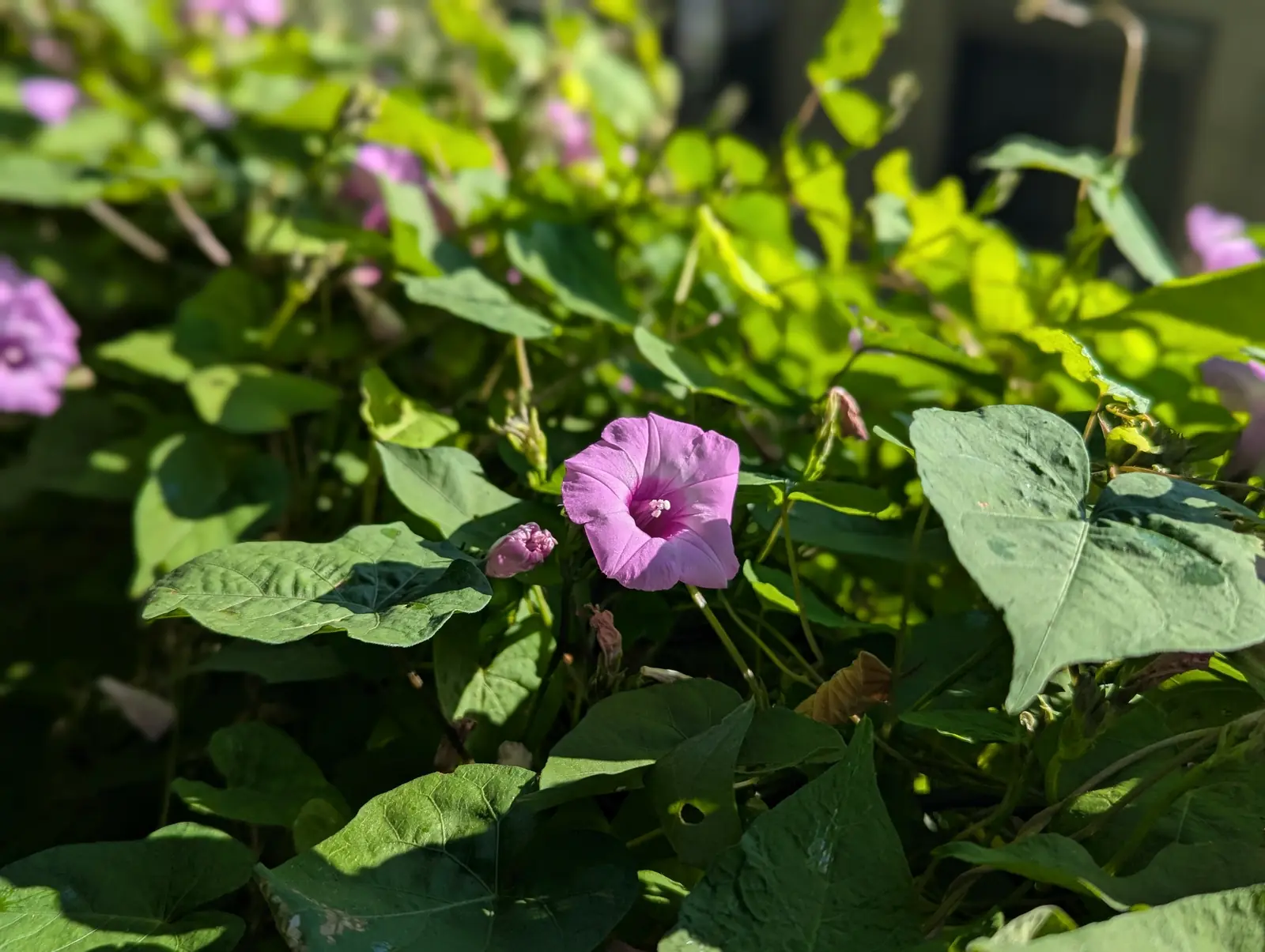 葉の間に咲く紫色の花