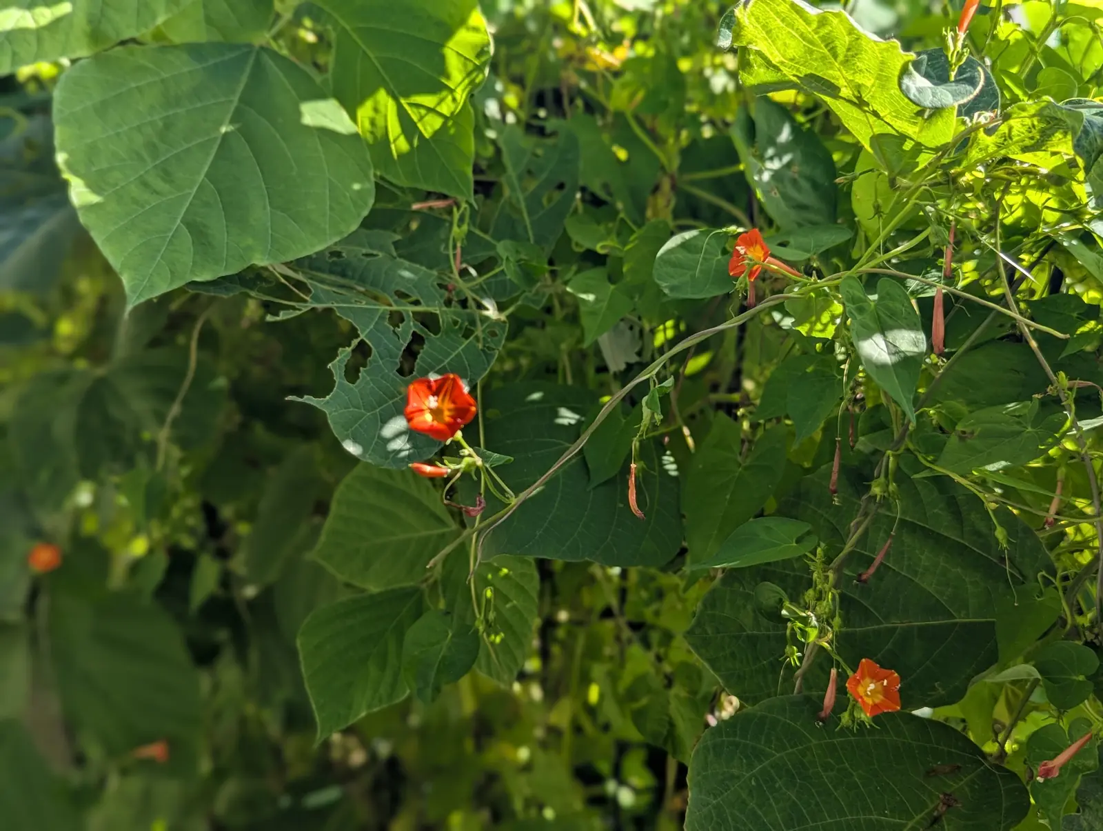 大きな葉の間に咲く小さなオレンジ色の花