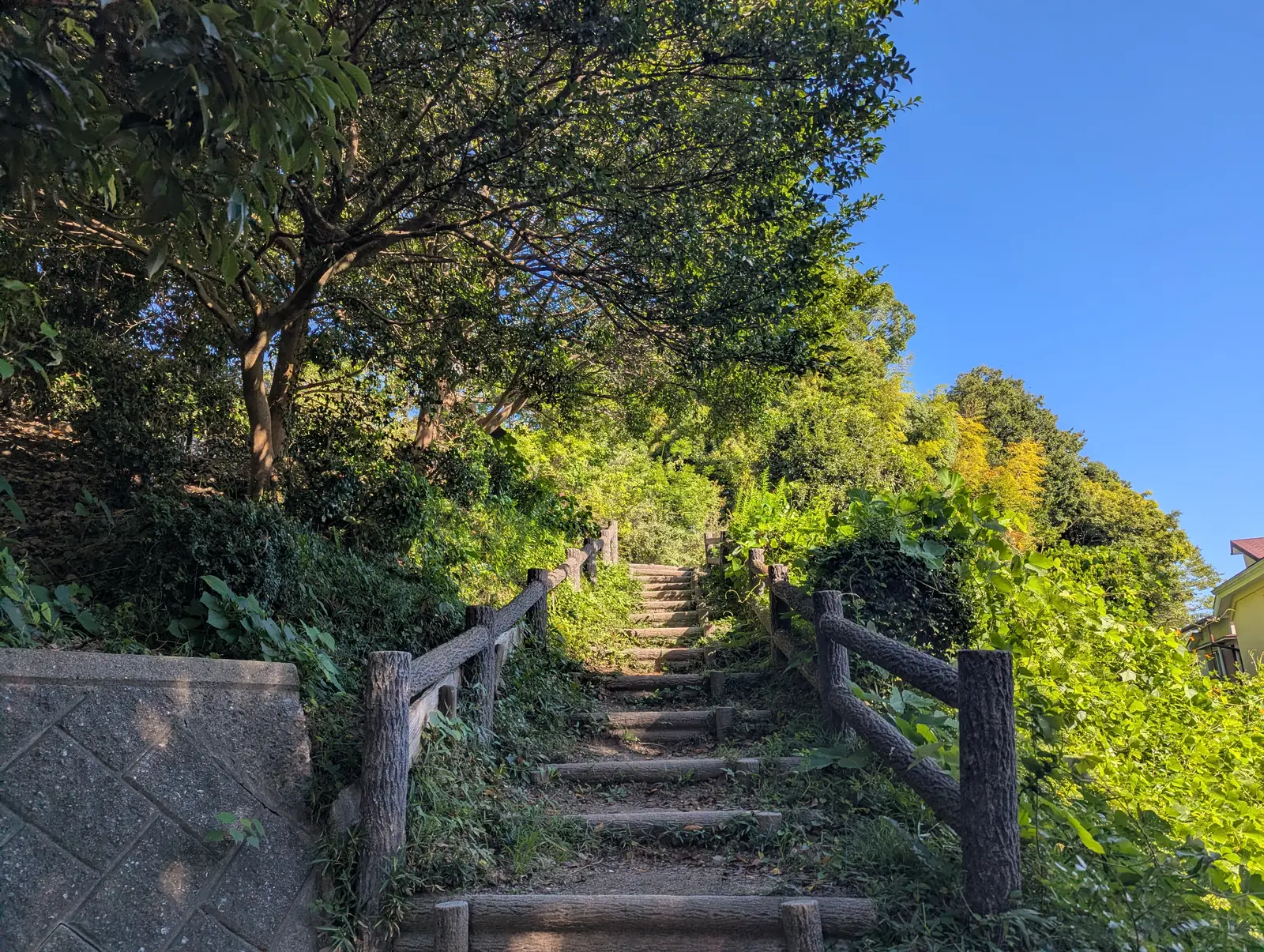 木の手すりの階段と緑と青空