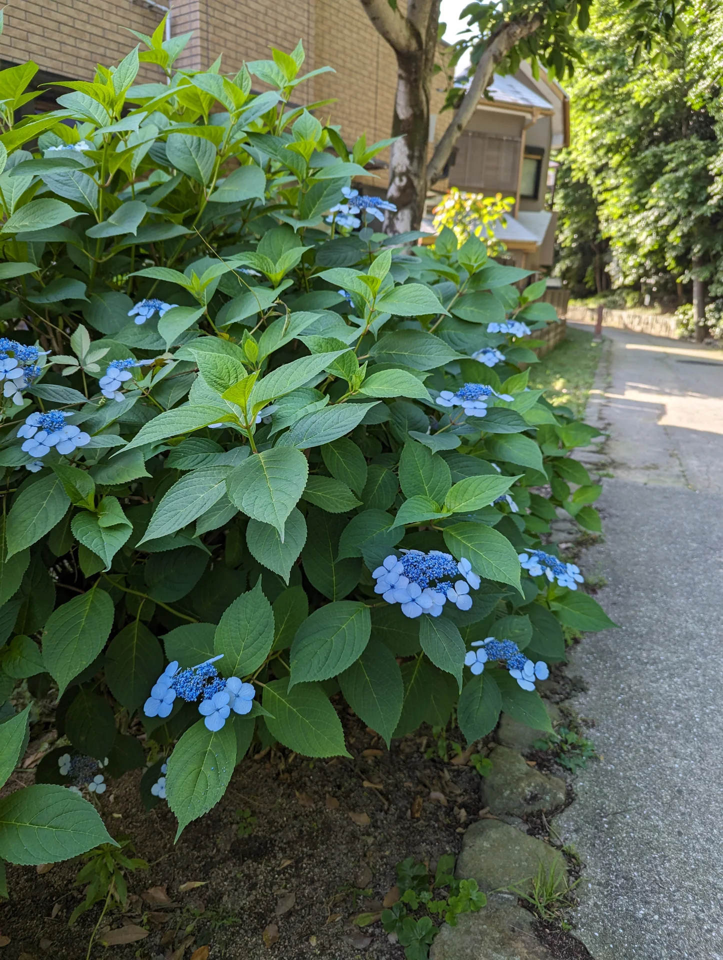 住宅沿いの緑道のそばに、緑の葉と青い紫陽花が広がる様子