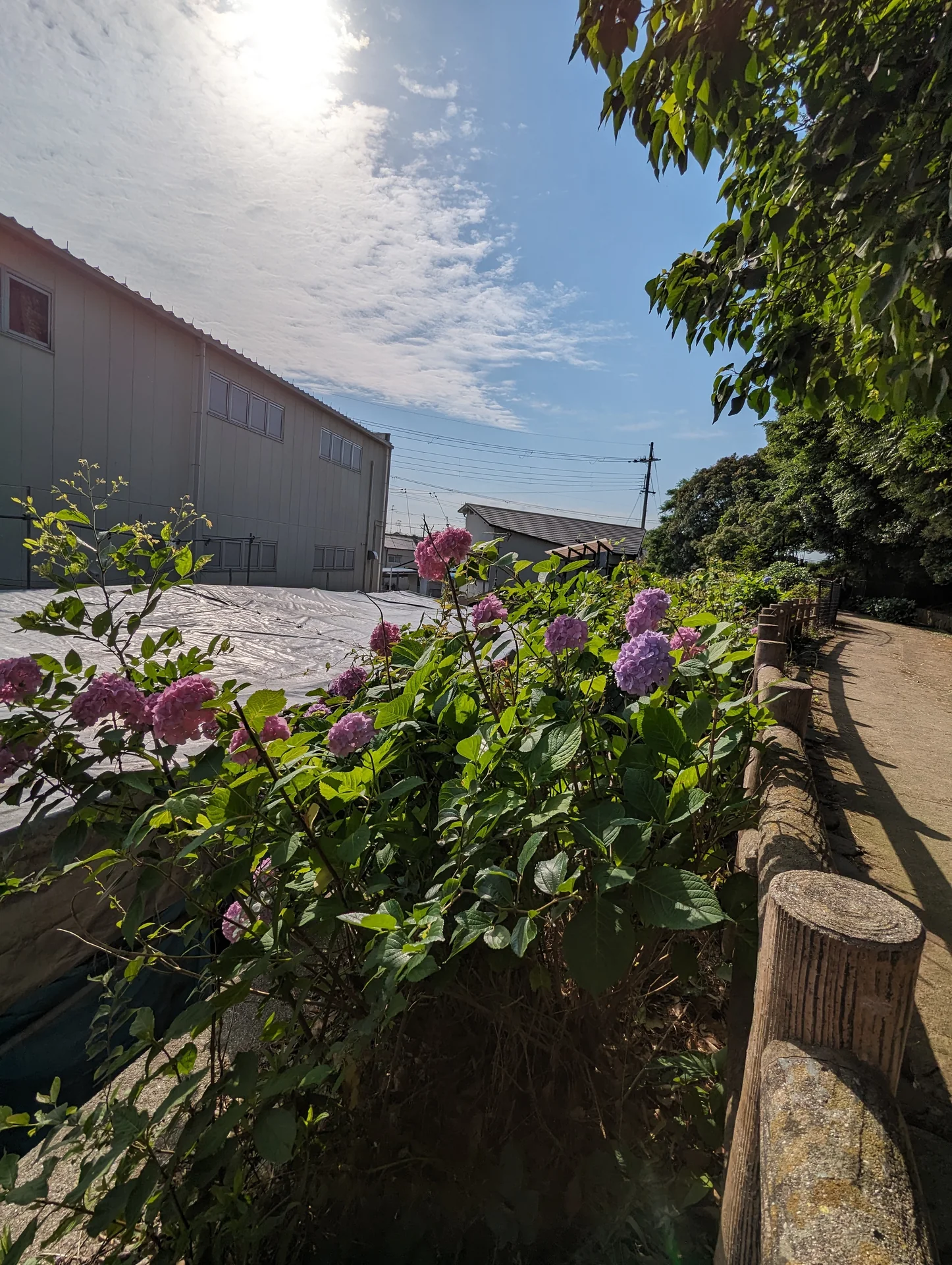朝日と青空の下、丸太の柵沿いに咲く紫色の紫陽花