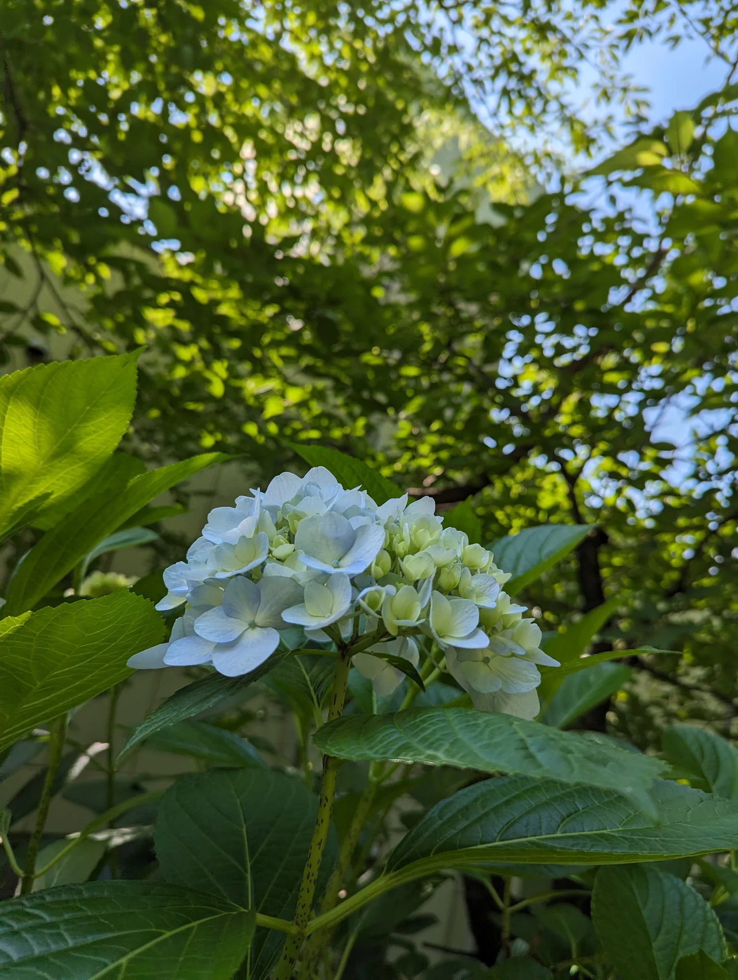 光の差す緑の葉を背景に咲く、白と淡い青色の紫陽花