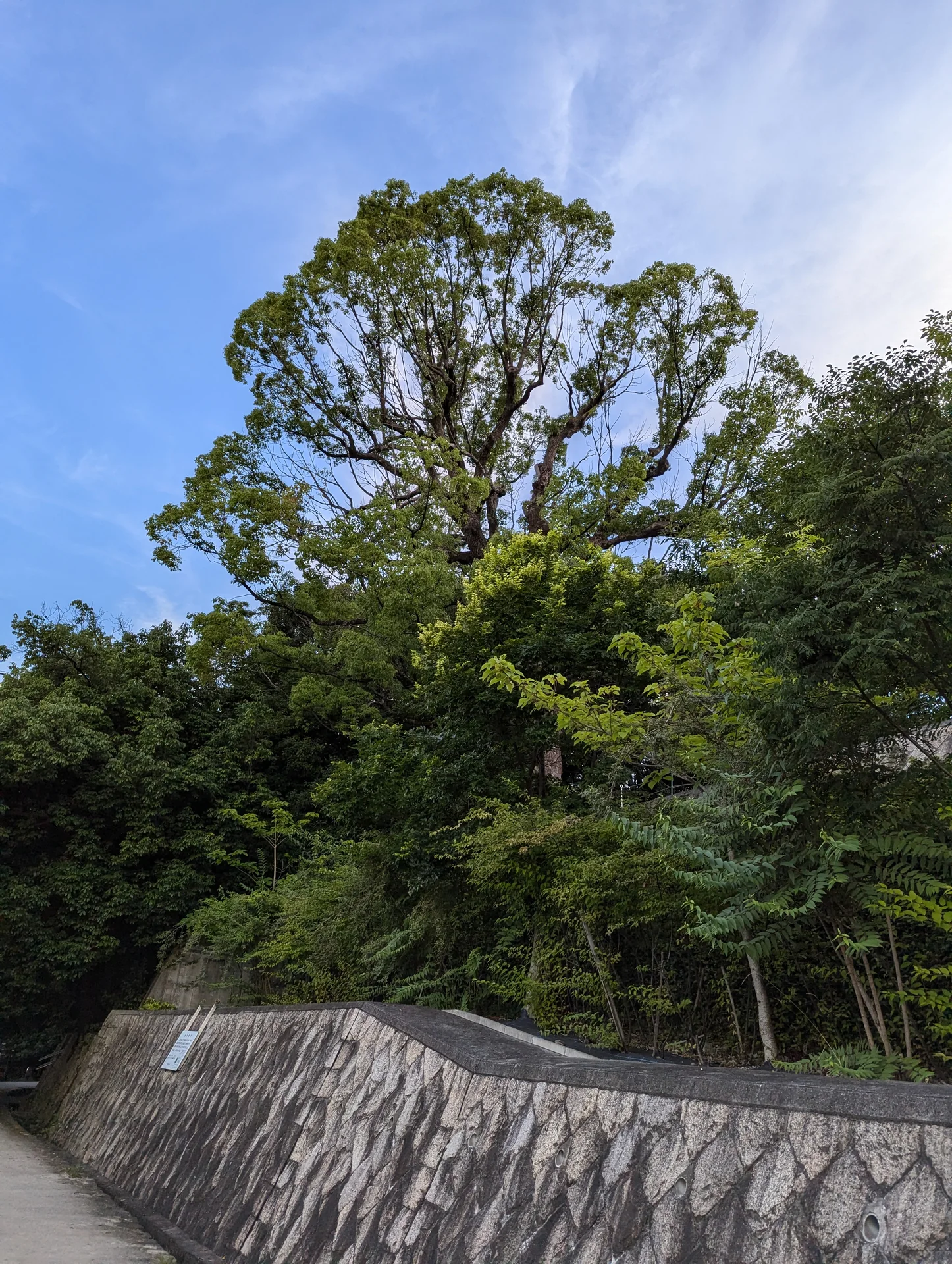 緑道の石積みの上で、青空に向かって枝を広げる大きな木