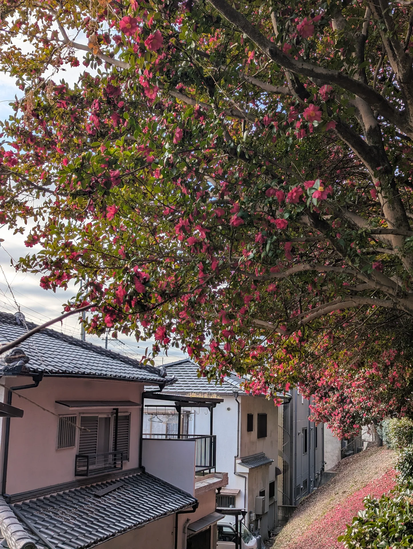 住宅沿いの緑道に枝を広げて咲く赤いサザンカと、足元に散った花びら