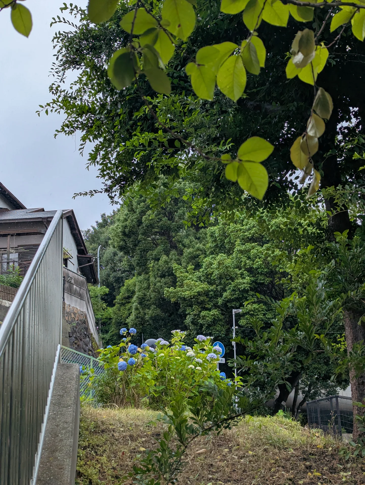 階段と木々の間、緑道沿いに咲く青と淡い紫の紫陽花