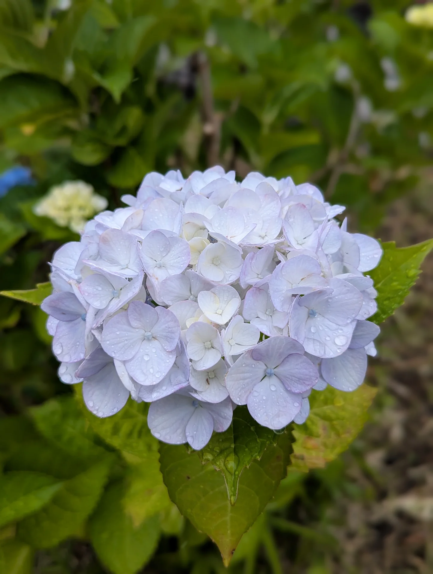 白から淡い紫に色づき、水滴がついた紫陽花