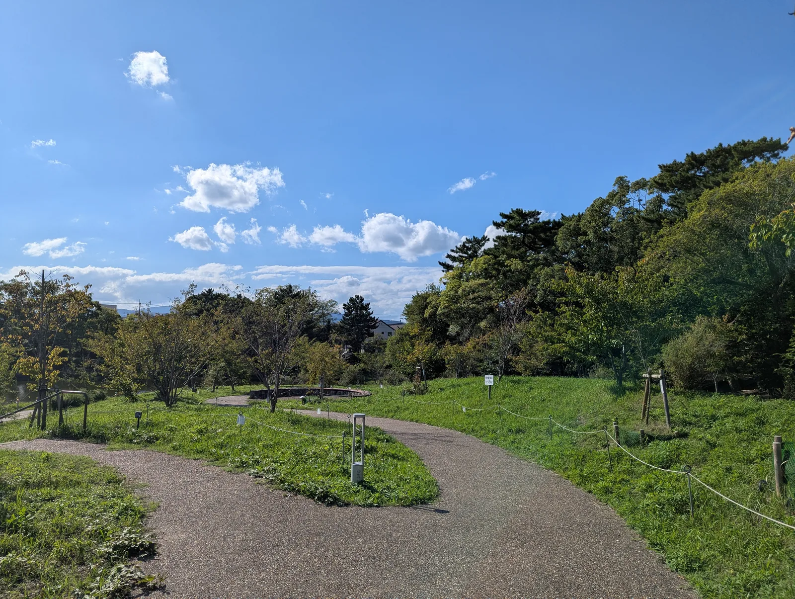 緑ヶ丘公園のさくらの丘に植えられた木々と曲がりながら続く園路